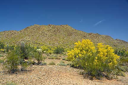 Palo Verde, San Tan Mountain Regional Park, April 9, 2015